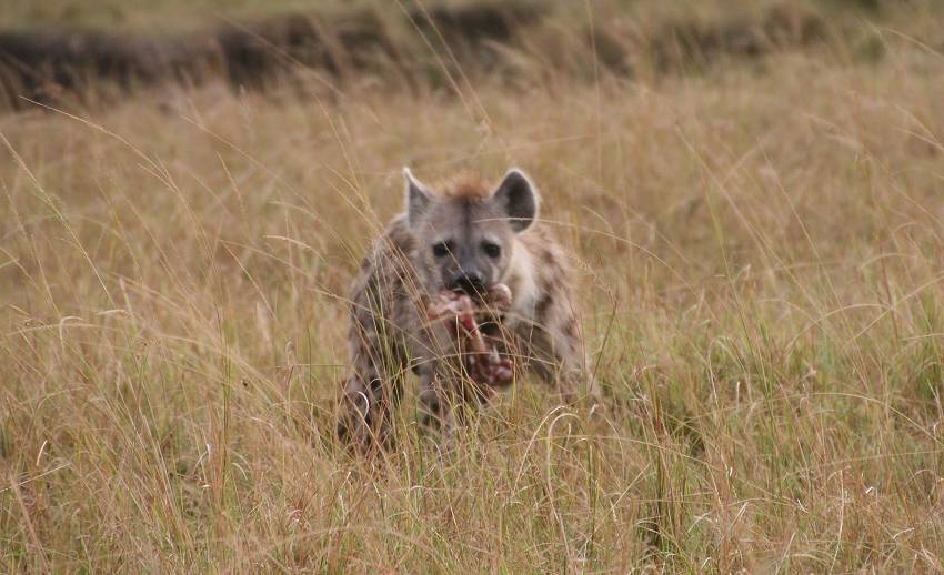 Masai Mara, Tüpfelhyänen