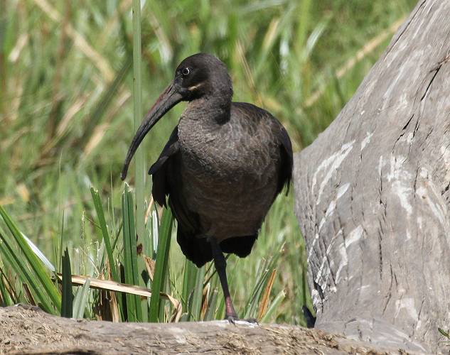 Hagedash Ibis