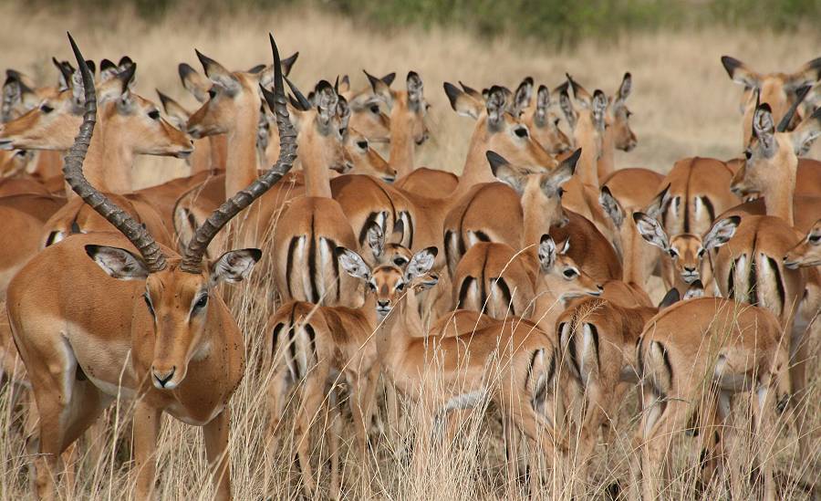 Masai Mara