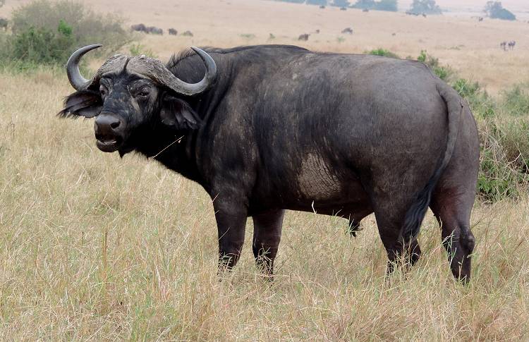 Masai Mara, Kaffernbüffel