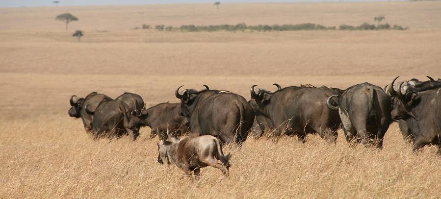 Masai Mara, Kaffernbüffel