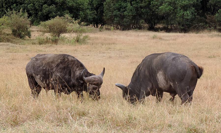 Masai Mara, Kaffernbüffel