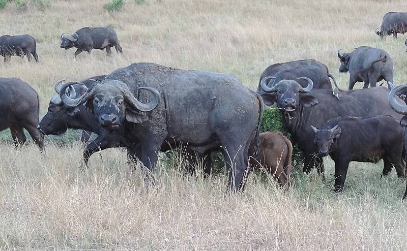 Masai Mara, Kaffernbüffel