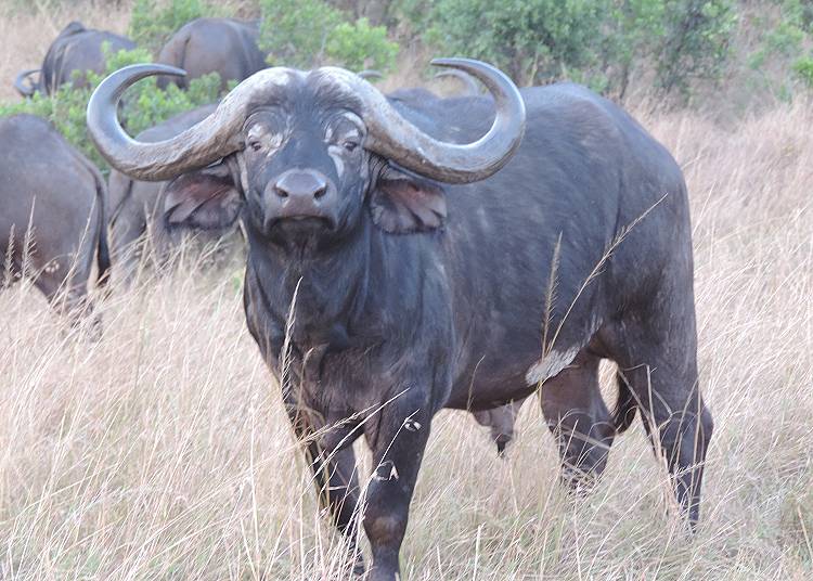 Masai Mara, Kaffernbüffel