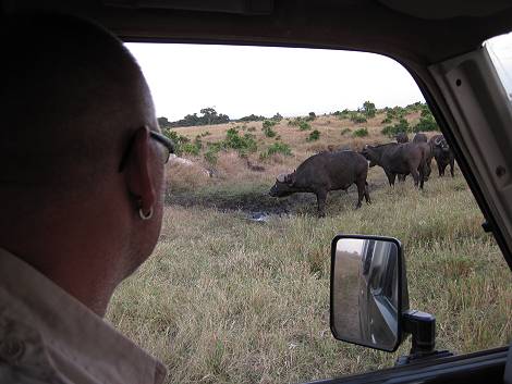 Masai Mara, Kaffernbüffel