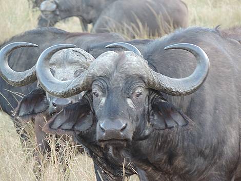 Masai Mara, Kaffernbüffel