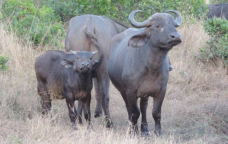 Masai Mara, Kaffernbüffel