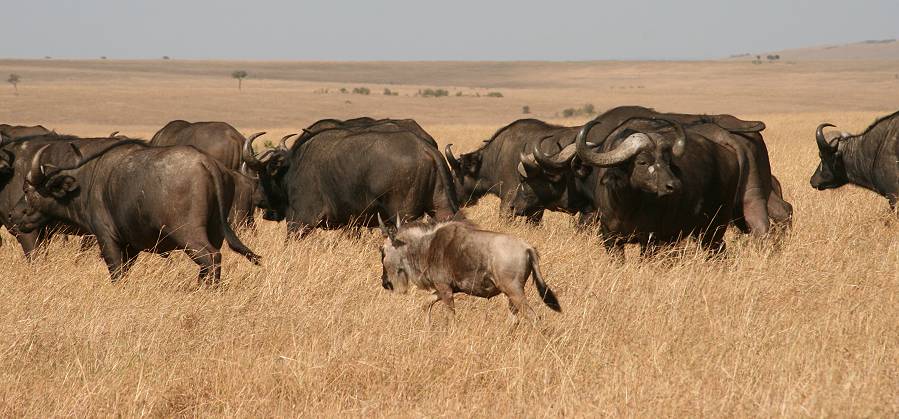 Masai Mara, Kaffernbüffel