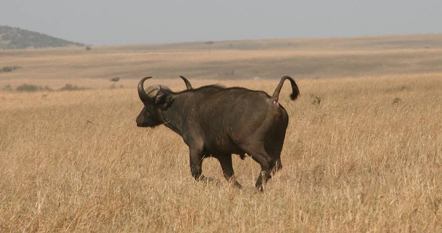 Masai Mara, Kaffernbüffel
