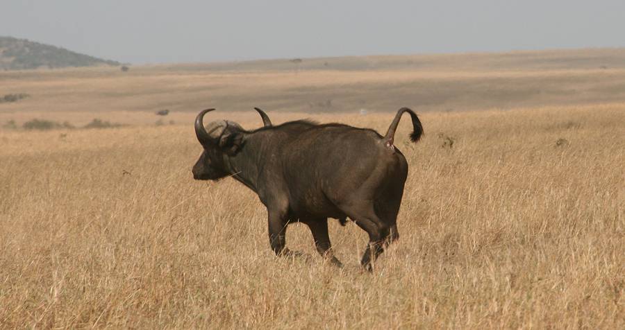 Masai Mara, Kaffernbüffel