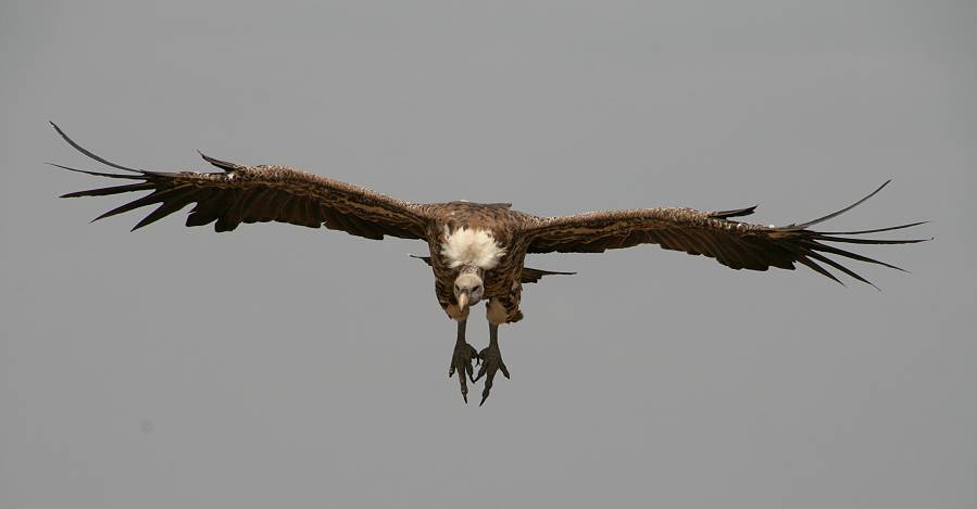 Masai Mara