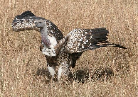 Masai Mara