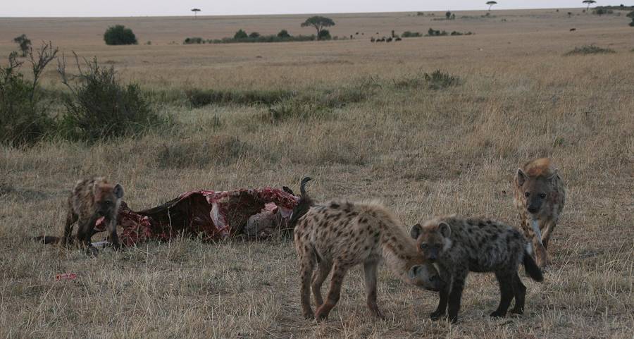 Masai Mara