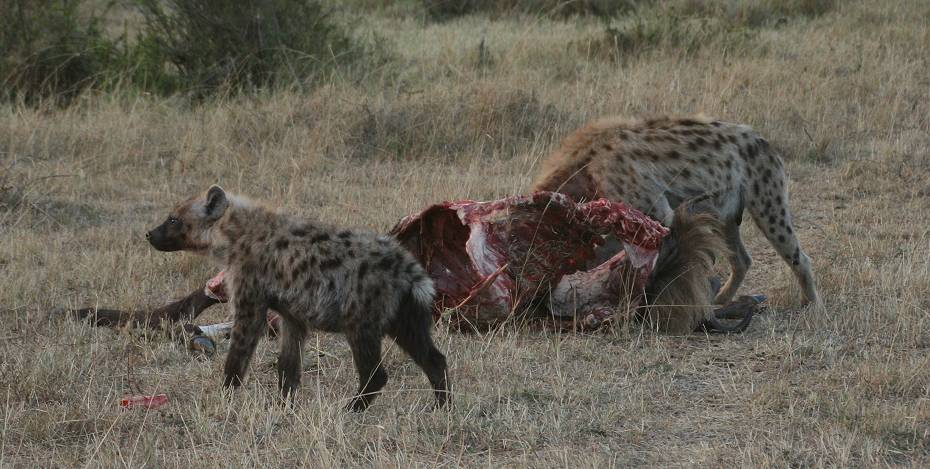 Masai Mara