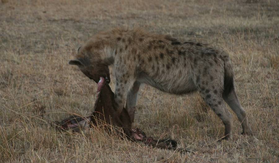 Masai Mara