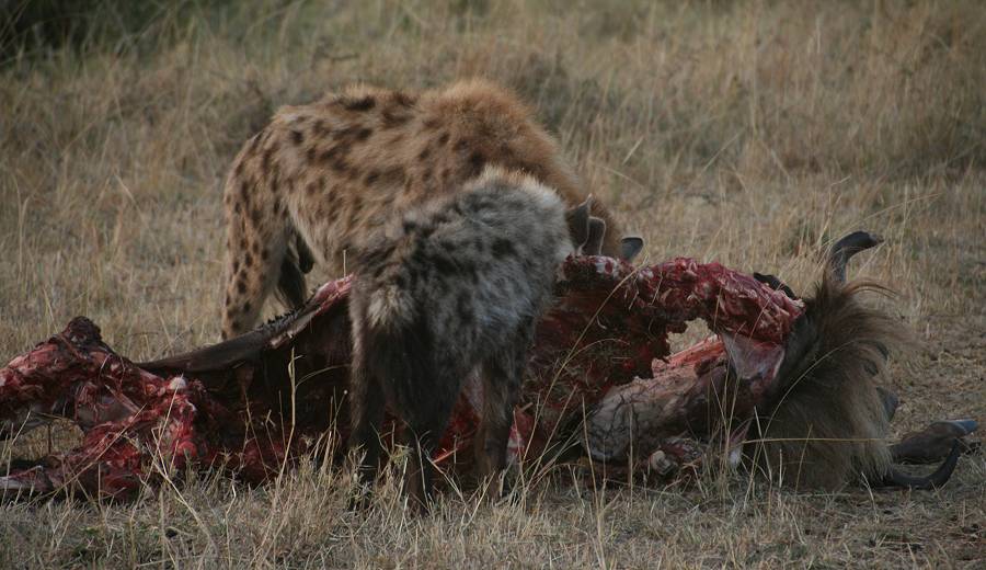 Masai Mara