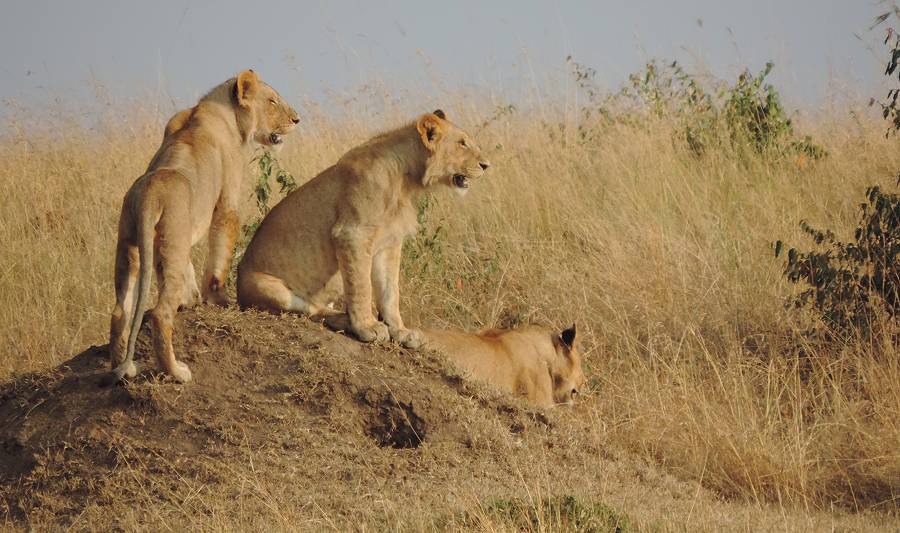 Masai Mara, Löwe