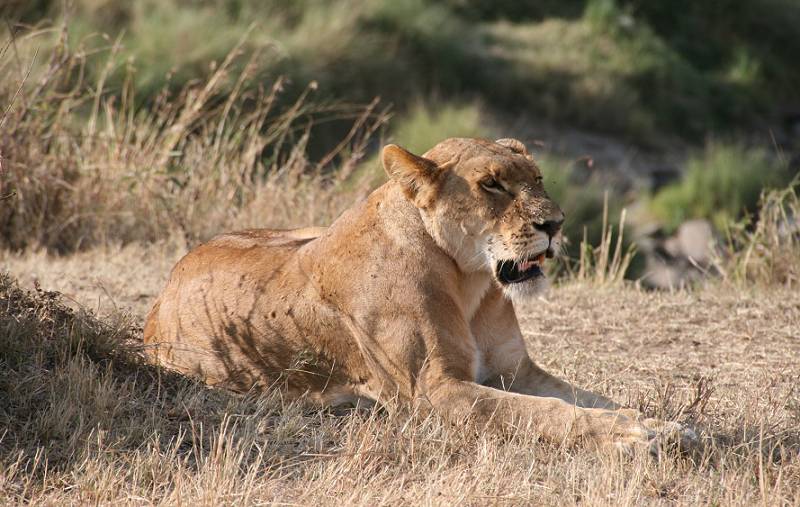 Masai Mara, Löwe