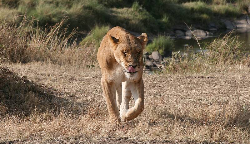 Masai Mara, Löwe