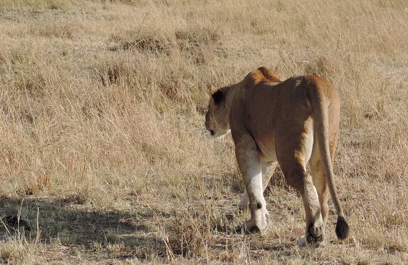 Masai Mara, Löwe