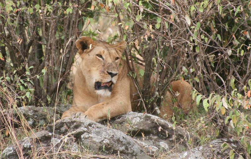 Masai Mara