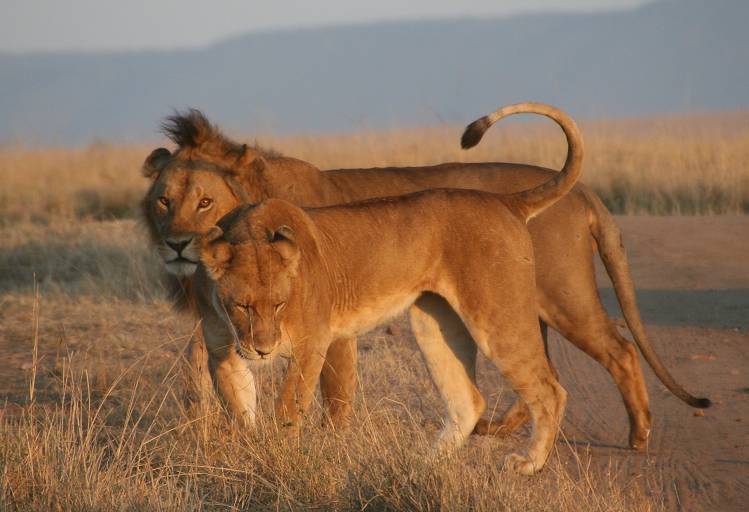 Masai Mara, Löwen