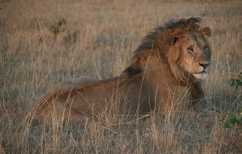 Masai Mara, Löwen