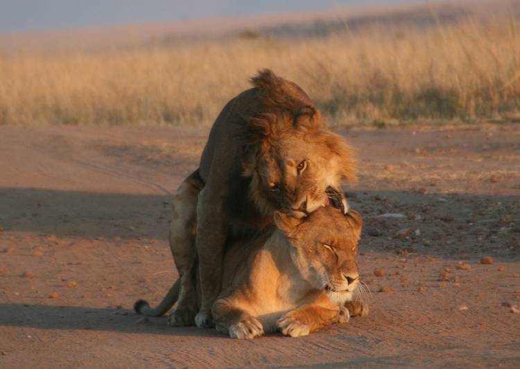 Masai Mara, Löwen