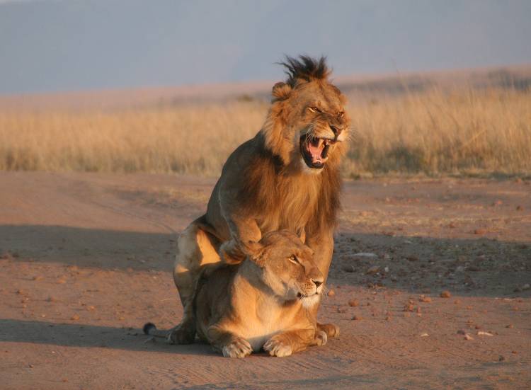 Masai Mara, Löwen