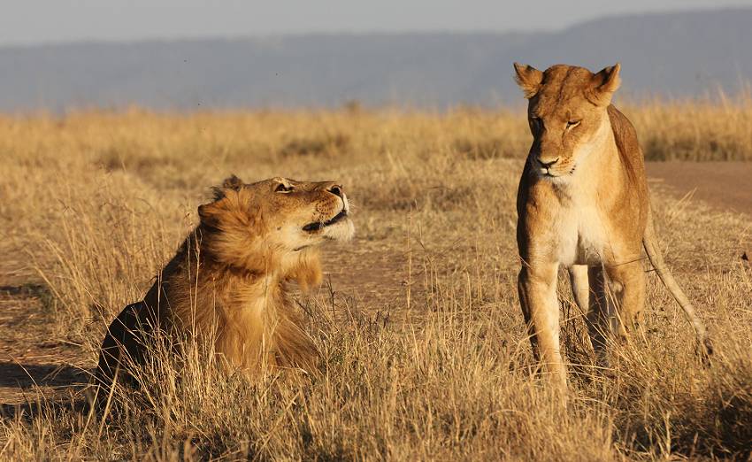 Masai Mara, Löwen