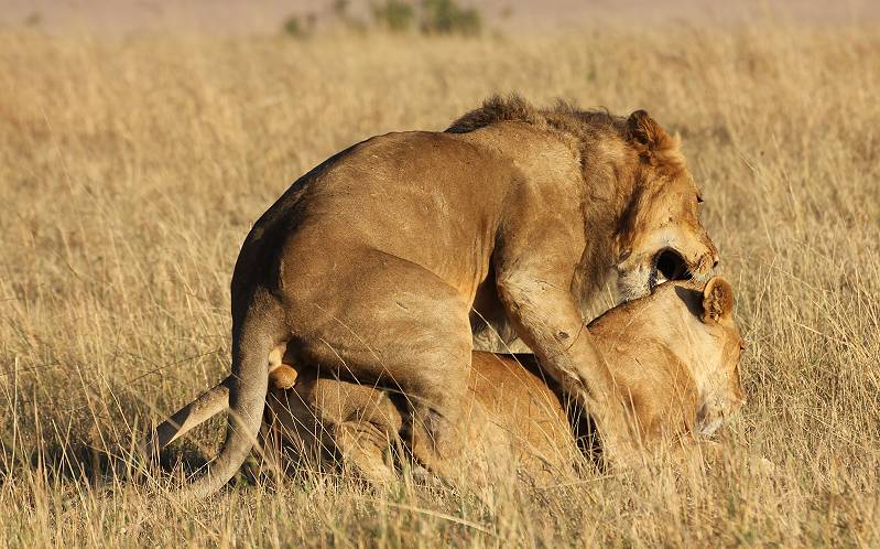 Masai Mara, Löwen