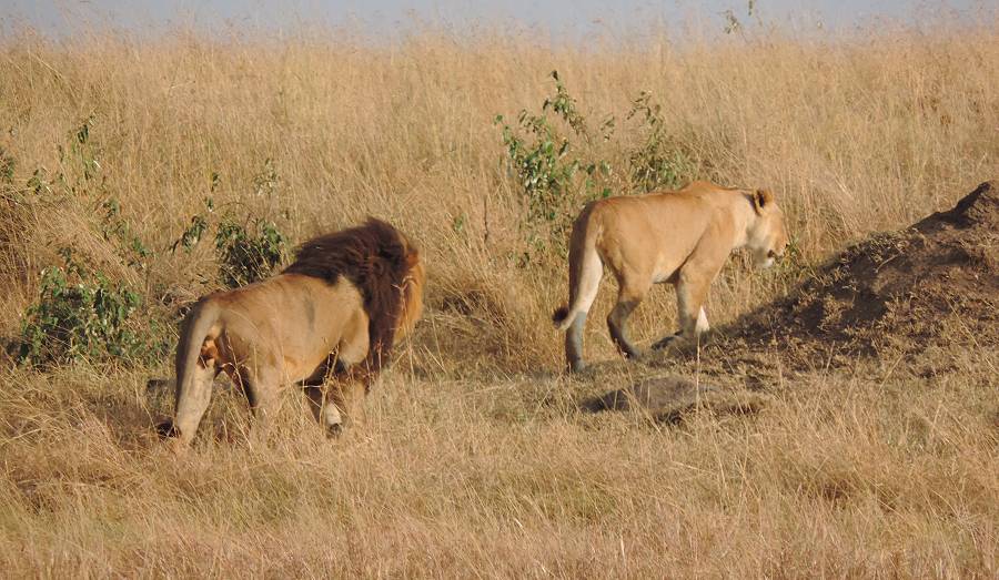 Masai Mara, Löwe