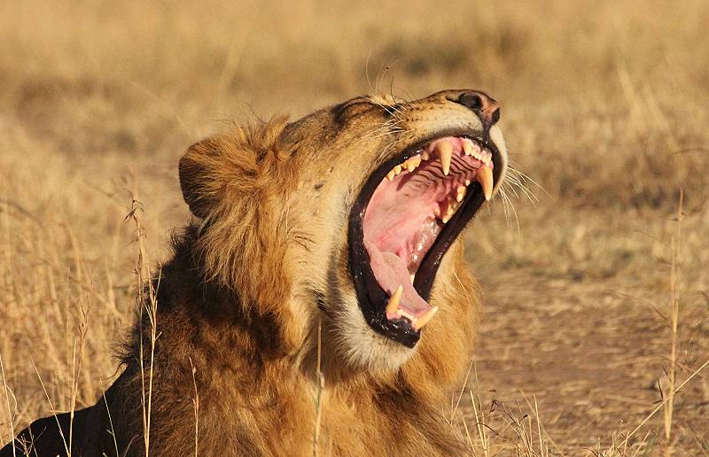 Masai Mara, Löwen