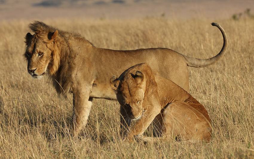 Masai Mara, Löwen