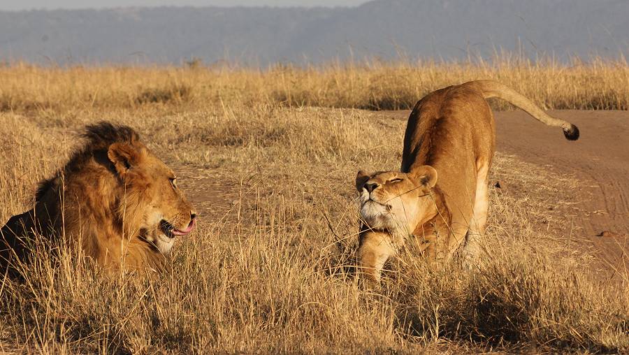 Masai Mara, Löwen