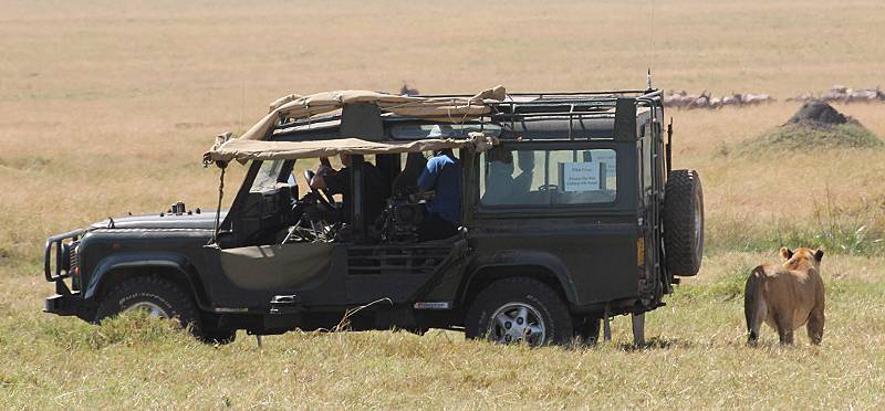 Masai Mara, Löwen