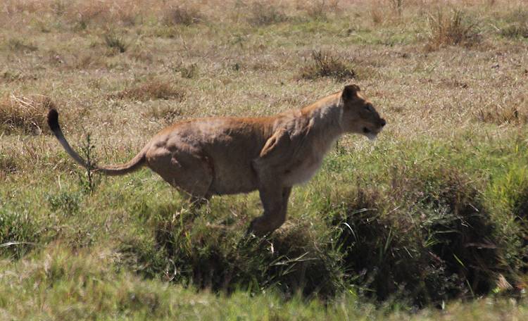 Masai Mara, Löwen