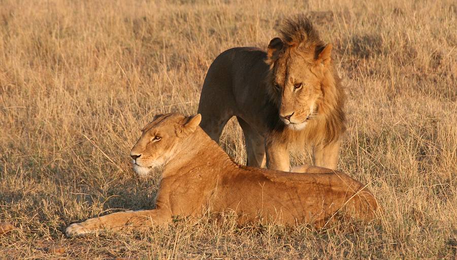 Masai Mara