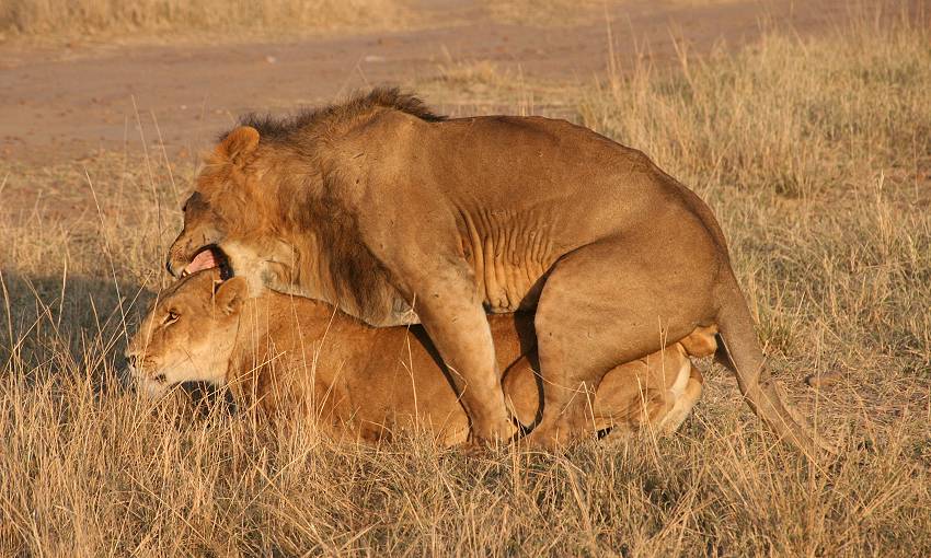 Masai Mara