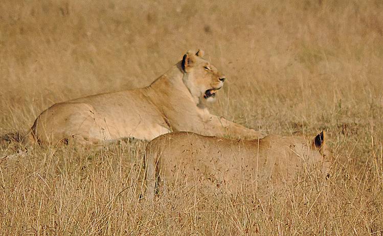 Masai Mara, Löwe