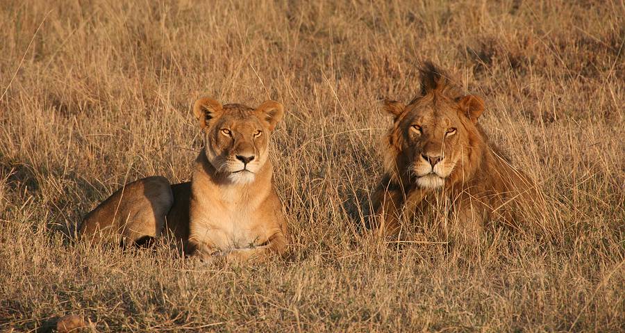 Masai Mara