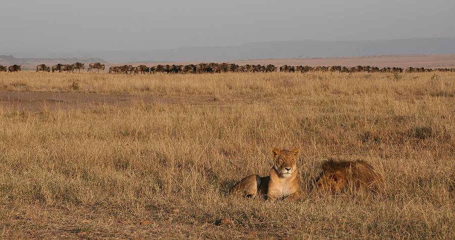 Masai Mara