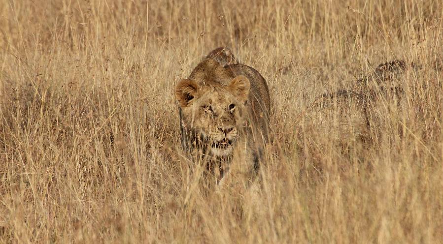 Masai Mara, Löwe