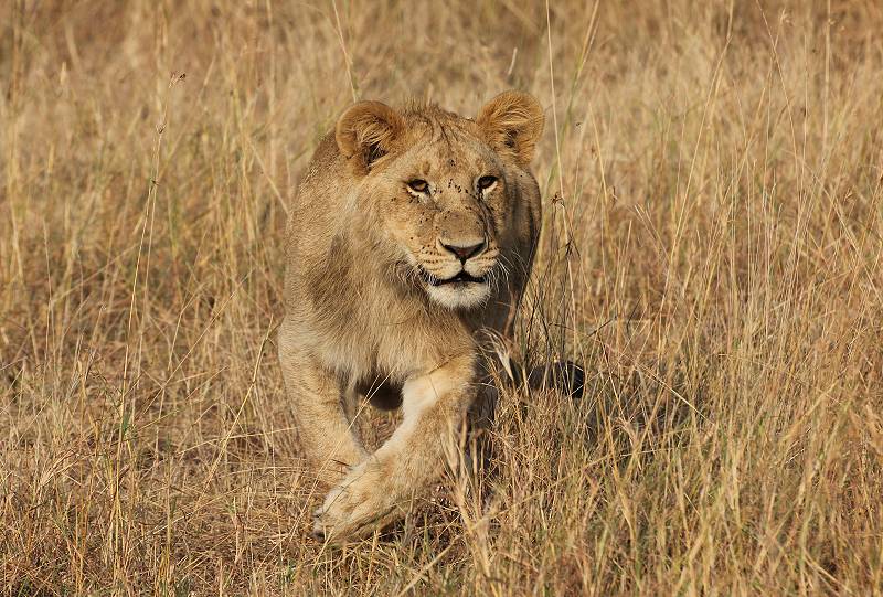 Masai Mara, Löwe