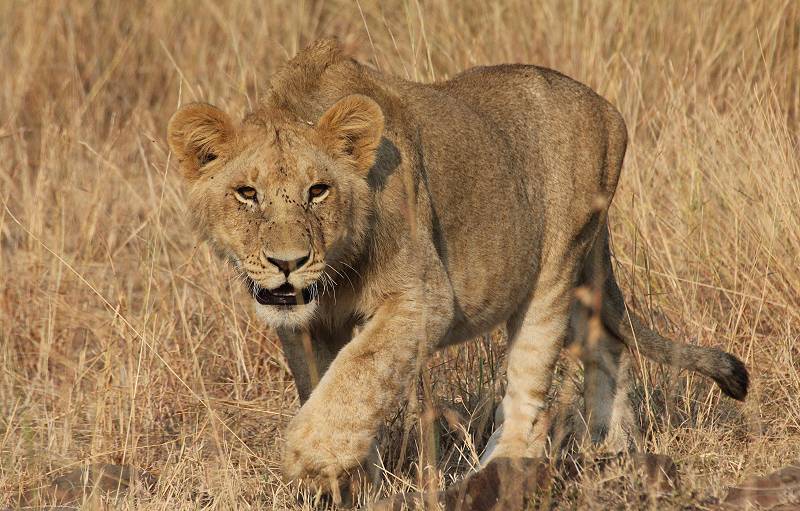 Masai Mara, Löwe