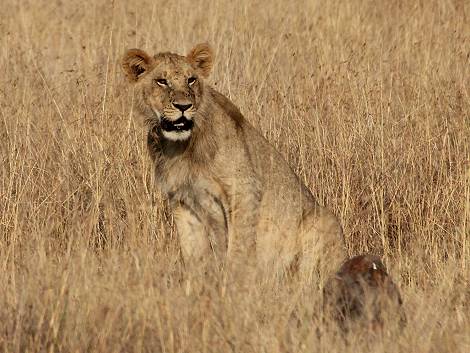 Masai Mara, Löwe