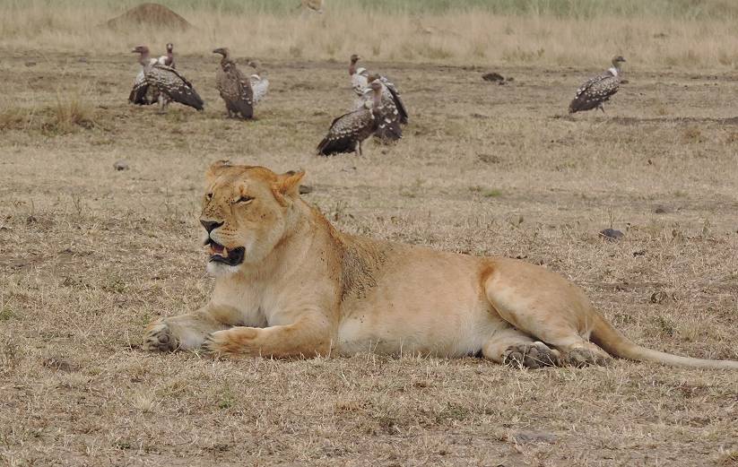 Masai Mara, lion