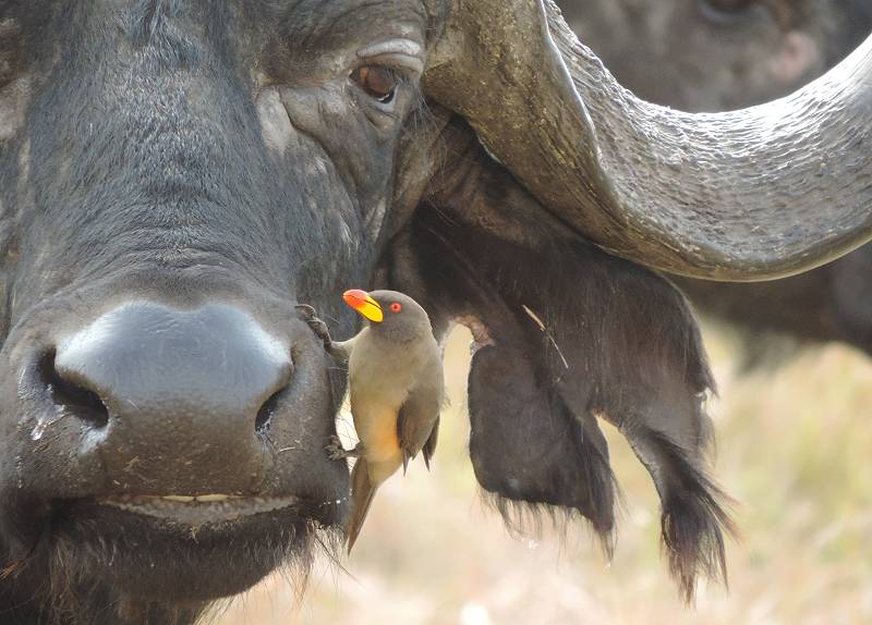 Masai Mara, Madenhacker