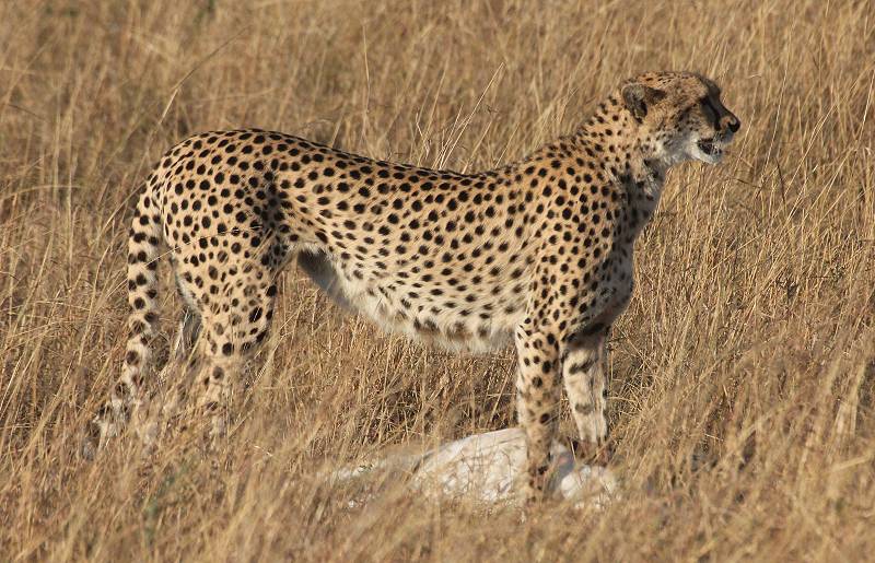 Masai Mara, Malaika