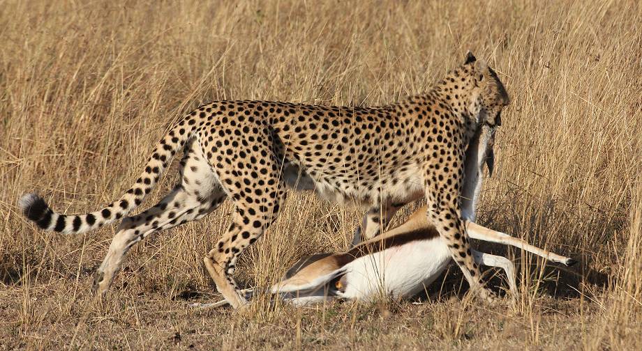 Masai Mara, Malaika